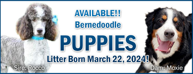 Golden Mountain Doodle Puppies Due March 24, 2024