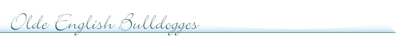 Olde English Bulldogges
